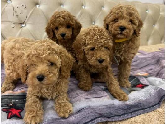 PoulaTo: Καθαρόαιμα κουτάβια Toy Poodle από δυόμιση μηνών